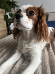 image 0127FAD1 3C97 46D8 A50A 97B81AD3E6D3 1773295635