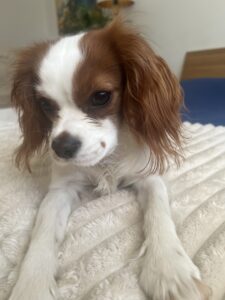 image E13ABC53 57DB 44E9 975D 388F8FCC3292 1773295635