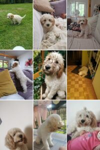 IMG 20200520 122601 COLLAGE