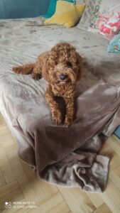 IMG 20251217 102124